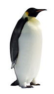 penguin