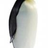 penguin_crop